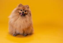 Dog Pics vs. Spouse Pics: Who Gets the Most Camera Time?