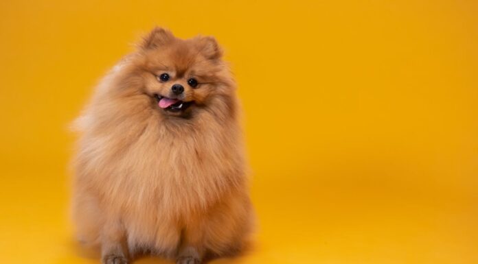 Dog Pics vs. Spouse Pics: Who Gets the Most Camera Time?