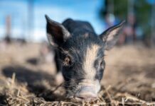 Can You Spot the Pink Pig in This Sea of Pink Tulips?
