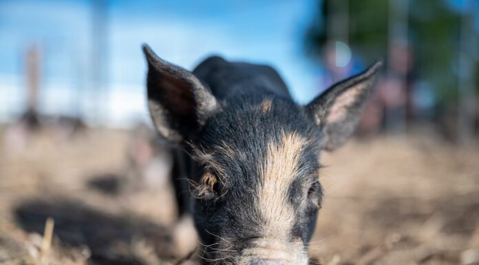 Can You Spot the Pink Pig in This Sea of Pink Tulips?