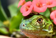 Baby Lizard Finds the Perfect Nap Spot in a Rose