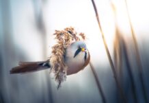 Get Ready to Aww Over This Fluffy Bearded Reedling