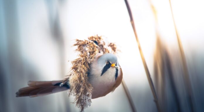 Get Ready to Aww Over This Fluffy Bearded Reedling