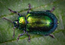 You Won’t Believe How This Bug Looks Like a Piece of Art