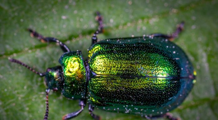 You Won’t Believe How This Bug Looks Like a Piece of Art