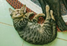 A Cat’s Tail on Zoom: A Scottish PM’s Unexpected Meeting Guest