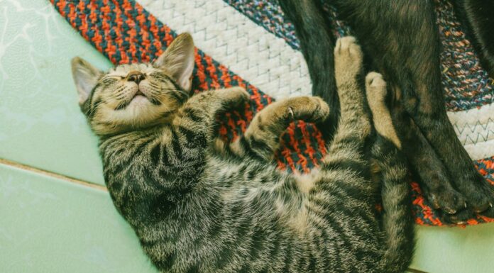 A Cat’s Tail on Zoom: A Scottish PM’s Unexpected Meeting Guest