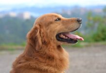 If You Believe Dogs Are Just Pets, Here’s Why You’re Wrong