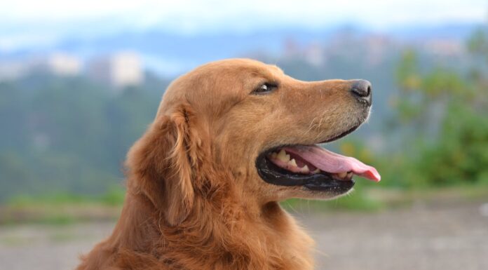 If You Believe Dogs Are Just Pets, Here’s Why You’re Wrong