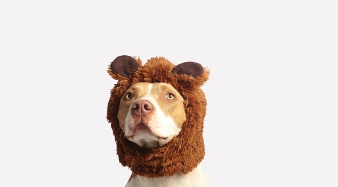 Woman’s ‘Puppy’ Turns Out to Be a Wild Fox