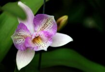 You’ll Be Astonished by These Orchids