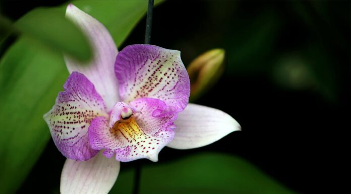 You’ll Be Astonished by These Orchids