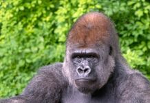 Brave Gorilla Steps In To Stop Fight And Save A Baby