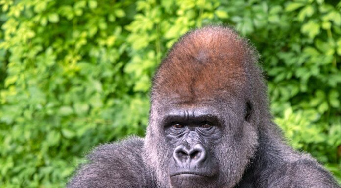Brave Gorilla Steps In To Stop Fight And Save A Baby