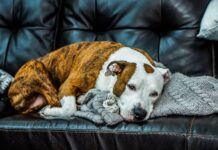 Kind Student Holds Dying Homeless Pitbull All Night to Show Him Love
