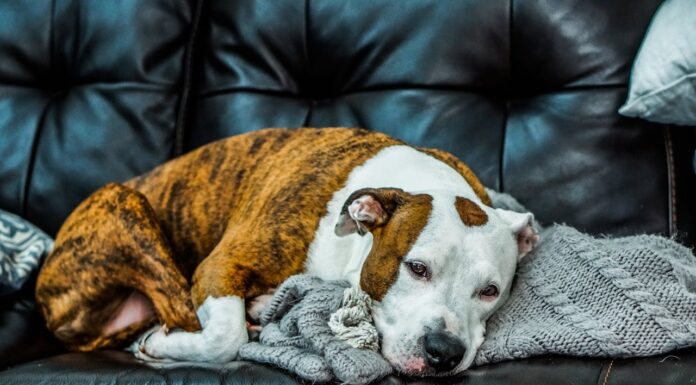 Kind Student Holds Dying Homeless Pitbull All Night to Show Him Love