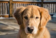 This Golden Retriever’s 20th Birthday Party Will Melt Your Heart