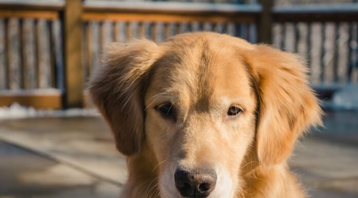 This Golden Retriever’s 20th Birthday Party Will Melt Your Heart