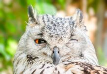 An Owl’s Unexpected Love for a Duckling