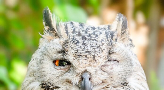 An Owl’s Unexpected Love for a Duckling