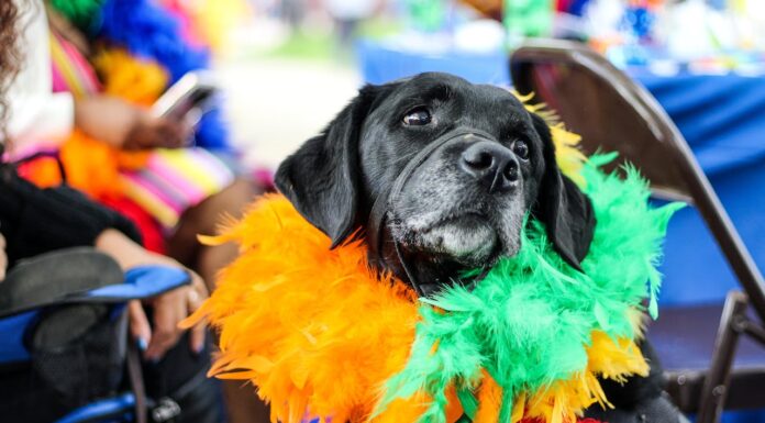 Nepal’s Annual Festival Honors the Loyalty of Our Dog Friends