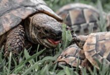 Rare Turtle Species Discovered in the Heart of the Amazon