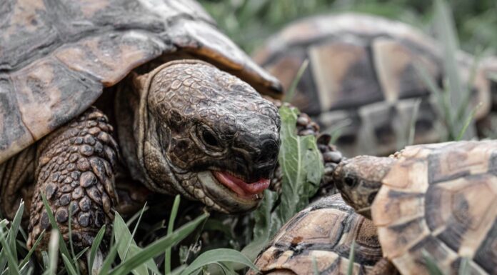 Rare Turtle Species Discovered in the Heart of the Amazon