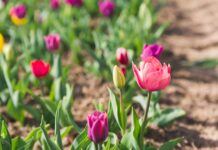 A Loving Husband Plants Thousands of Flowers for His Blind Wife