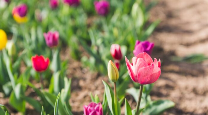 A Loving Husband Plants Thousands of Flowers for His Blind Wife