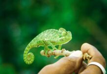 Just Hatched: Baby Chameleon Still Acts Like It’s in the Egg