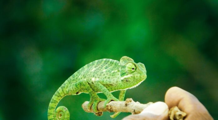Just Hatched: Baby Chameleon Still Acts Like It’s in the Egg