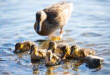 This Mama Duck’s 56 Babies Will Leave You in Awe