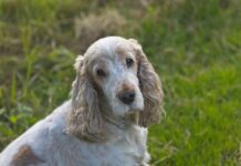 Farewell to the Oldest Dog in the World