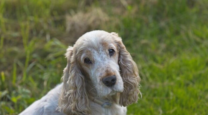 Farewell to the Oldest Dog in the World