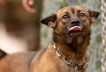 Yes, Dogs Can Tell When Someone Is Bad, It’s Proven