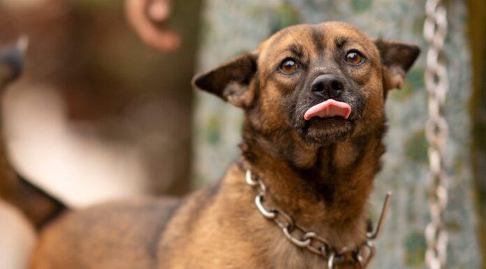 Yes, Dogs Can Tell When Someone Is Bad, It’s Proven