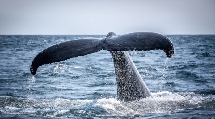 Family’s Sailing Adventure Turns Into Unexpected Whale Rescue