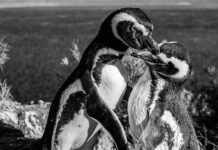 These Two Penguins Show Us That Animals Feel Emotions Just Like We Do