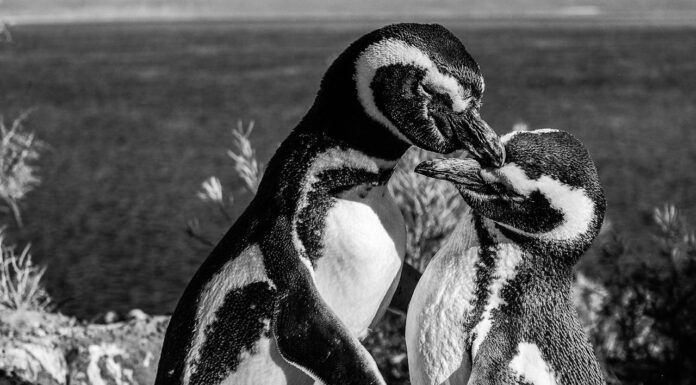 These Two Penguins Show Us That Animals Feel Emotions Just Like We Do