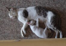 Heroic Mom Cat Faces Fire Five Times to Save Her Little Ones