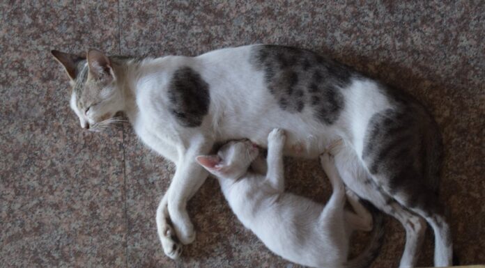 Heroic Mom Cat Faces Fire Five Times to Save Her Little Ones