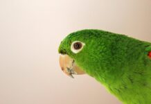 Parrots Are Smarter Than You Think: They Understand Probabilities