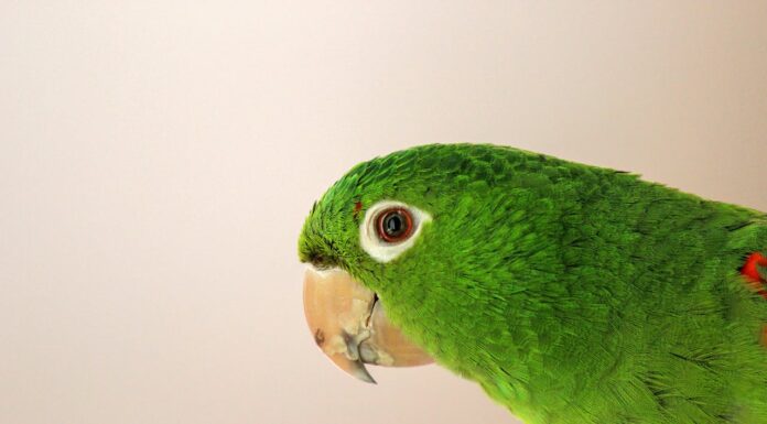 Parrots Are Smarter Than You Think: They Understand Probabilities