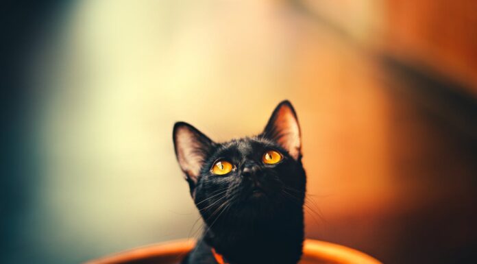 Everyone Is Talking About This Cat and His Adorable Eyes