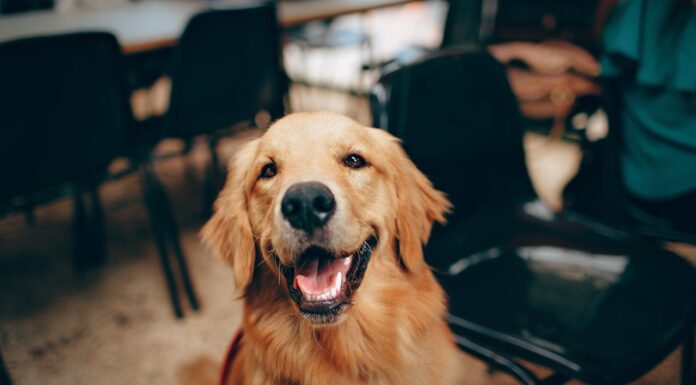 Need a Smile? This Dog Has the Cutest One on the Internet