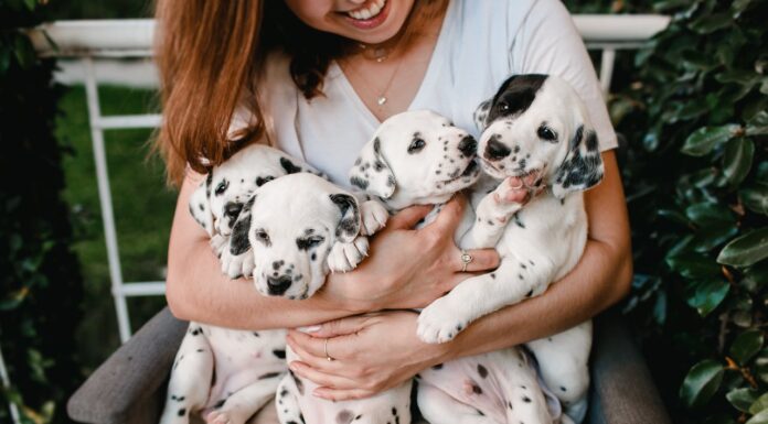 9 Fluffy Puppies and the Woman Who Loves Them