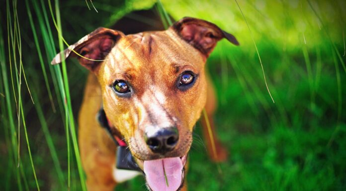This Dog Carries His Empty Bowl Everywhere, Hoping for a Snack
