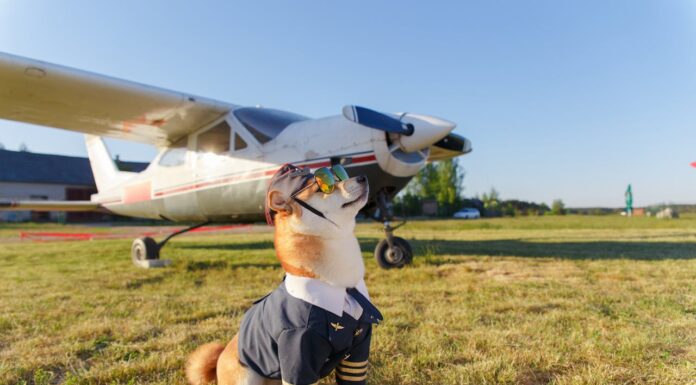 This Pup Wore a Tuxedo to Meet His Family, But They Didn’t Show Up