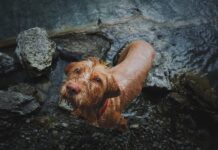 Brave Boy Rescues Dog Where He Said His Final Goodbye to Grandma