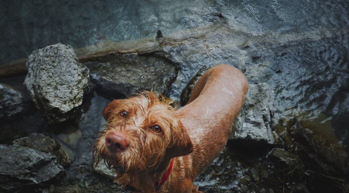 Brave Boy Rescues Dog Where He Said His Final Goodbye to Grandma